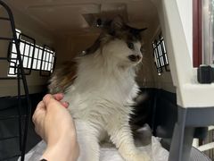 -美联众合动物医院·24h转诊中心