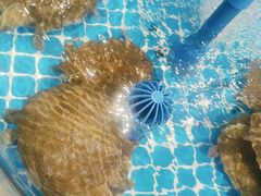 -享遇.锅姥姥牛排海鲜自助(小寨店)