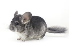 -龙猫仔乐园(惠福东路店)