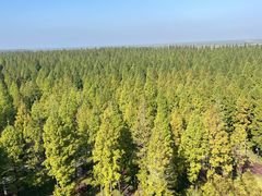 -黄海国家森林公园