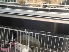 -翊宠yipet猫狗购宠庄园犬舍•猫舍