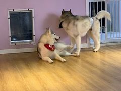 -Husky Go! 哈士奇体验馆·宠物咖啡厅狗咖