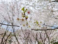 -苏州上方山国家森林公园