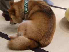 -逗柴咖啡屋·狗咖猫咖宠物桌游