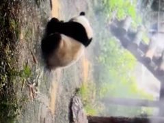 -都江堰中华大熊猫苑