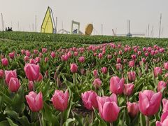 -荷兰花海
