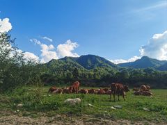 -黑河国家森林公园