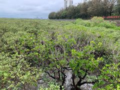 -北海金海湾红树林生态旅游区