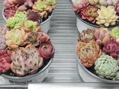 -鹿岛生活(熙地港店)