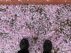 -莱阳濯村樱花园