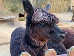 -泉州海丝野生动物世界