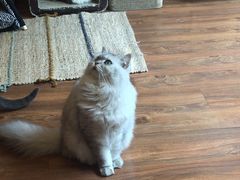 -猫友咖啡店(玉林西路店)