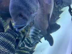 -上海海洋水族馆