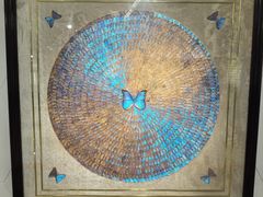 -上海昆虫博物馆