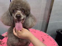 -宠福鑫康馨动物医院·骨科·眼科