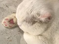 -飞行喵MR PILOT|猫舍·猫咖(静安大融城店)