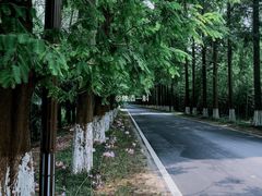 -黄海国家森林公园