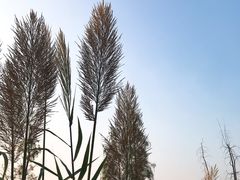 -美的鹭湖森林度假区