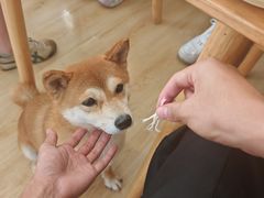-柴の食堂·日式家庭料理·熊之肆(大学路店)