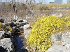 -大兴滨河森林公园