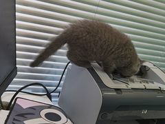 -pd派德宠物中心医院24H急重症·眼科中心·血液透析中心(嵩山北路店)