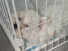 -翊宠yipet猫狗购宠庄园