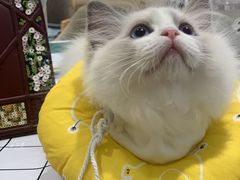 -Pets First伊珊娜洗护·精致美容·家庭式寄养(新会路店)
