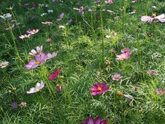 -梁鸿国家湿地公园