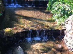 -莫里热带雨林景区