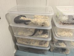 -守诺宠物医院·眼科· 神经外科·爬宠专科(虹口店)