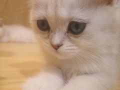 -屋虎猫馆(宝安大仟里店)