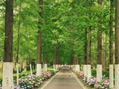 -合肥滨湖国家森林公园
