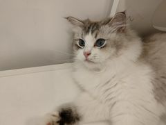 -猫域·湾主题猫咖·宠物吧(南坪城市广场店)