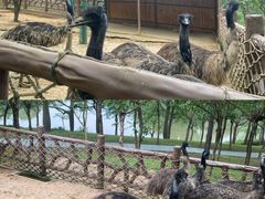 -佛冈森波拉度假区