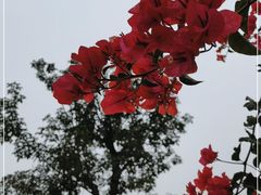 -云溪植物园