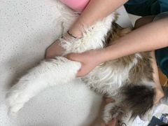 -联合动物医院(光谷诊疗中心)