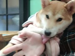 -猫色咖啡·猫咖