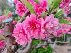 -海棠花溪(元大都城垣遗址公园)