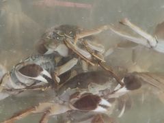 -乡乐园蟹庄·阳澄湖农家乐