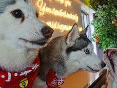 -Husky Go! 哈士奇体验馆·宠物咖啡厅狗咖