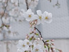 -龙美术馆(西岸馆)
