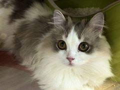 -青奢宠物·青奢猫舍