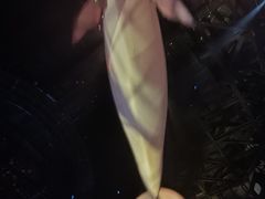 -重庆国际马戏城