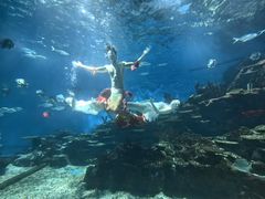 -海合安武汉极地海洋公园