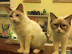 -猫色咖啡·猫咖
