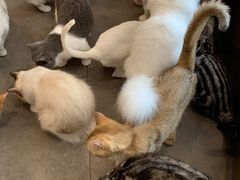 -飞行喵MR PILOT|猫舍·猫咖(静安大融城店)