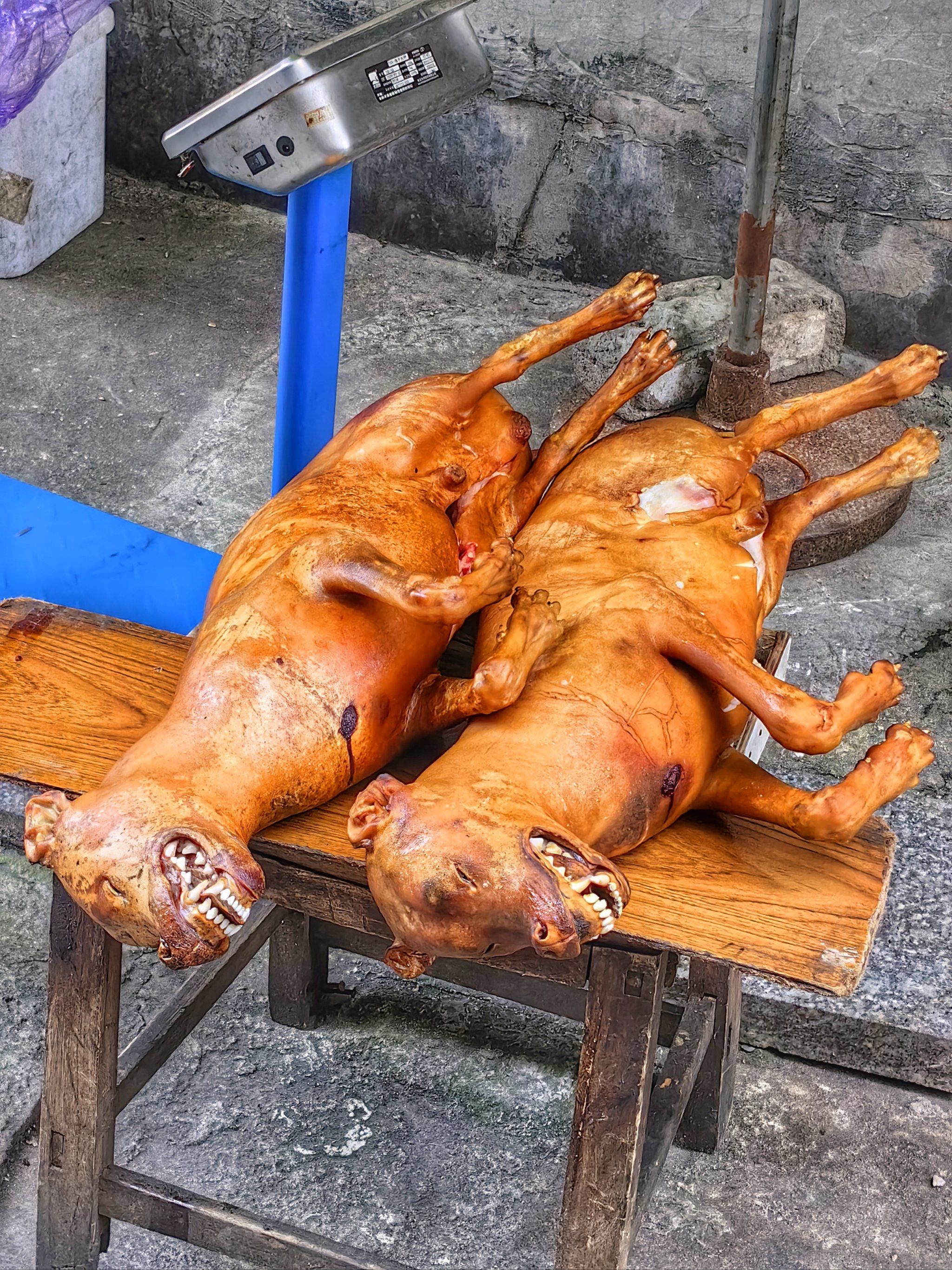 n
        路过市场的时候,被这个东西吓了一跳,听说是叫脆皮狗