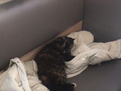 -喵园·猫主题咖啡厅·撸猫·猫咖(国贸店)