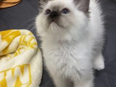 -萌兽医馆·宠物医院·猫骨科(创景店)