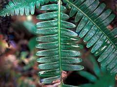 -海南热带雨林国家公园吊罗山景区